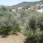 DSC03786.jpg