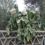 DSC07282.JPG