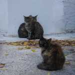 DSC07398.JPG