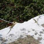 DSC07550.JPG