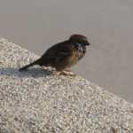 IMG_1542.JPG