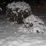 IMG_1291.JPG