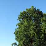 IMG_0009.JPG