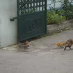 DSC07176.JPG