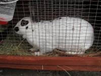Highlight for Album: Rabbit Baby-Sitting - 13th July-1st August 2009