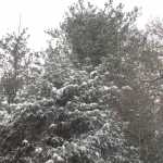 IMG_2185.JPG