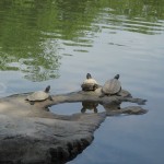 Ahhhh sweet....I wonder what they are discussing?