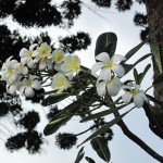 Great seeing the orchids just outside of the gardens...