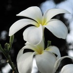 One word - gorgeous! - and that's for describing me :)