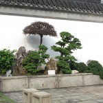 Bonsai galore...