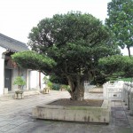That's a big Bonsai!