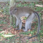 Look a bit mischievous to me!