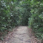 A luvly walk in the forest.