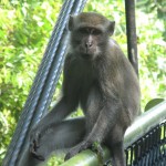 This one looked quite aggresive! Just like a bouncer at the door. I can just imagine him saying 'tickets please' :)