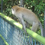 The monkey's seemed to jumped up from the canopies and walk around like it's their house! We seem to be the guests! Ha!