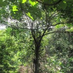 Intricate branches