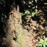 Even dead trunks looked interesting...