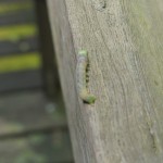 Catepillar...and the relevance?