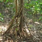 Wow - tree-roots above the surface?