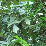 Can you spot him (or her?)?