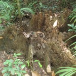 Dead stuff can be good - well from a nature perspective!