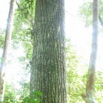 Fascinating tree trunk