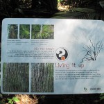 Well it was a distinguish feature of this particular tree!
