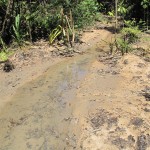 There were small insects and fish in the waters