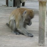 Looking for food...