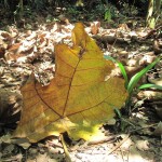 Wow what a big leaf!