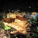 Small stream or big leaf?