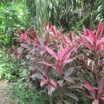 At least there was some colour in green and brown forest :)