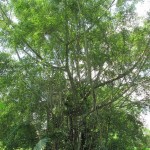 What a complicated tree!