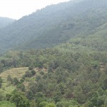The Durian Trees