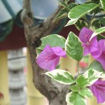 Gorgeous flowers...