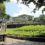 Looking up at the Terrace Gardens