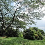 The nice greenery around