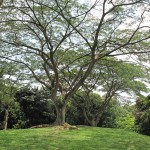 Even the trees looked nice :)