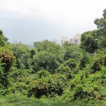 The nice greenery versus the concrete backdrop :)