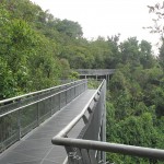 The Forest Walk