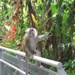 Cheeky Monkey's Again!