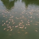Luckily we didn't need to catch our own lunch!