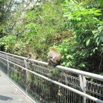 Can you see the baby monkey?
