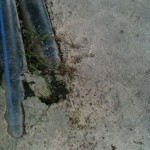 The ants trail was intriguing - they were hard at work!