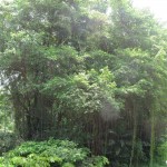 Amazing tree scene!