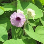 Flowers at Hort Park