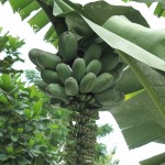 Mangoes or something?