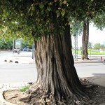 An old Tree outside the Royal Palace