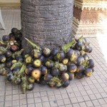 Weird 'things' at the foot of a tree near the ticket booth