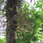 Nice stuff in the tree